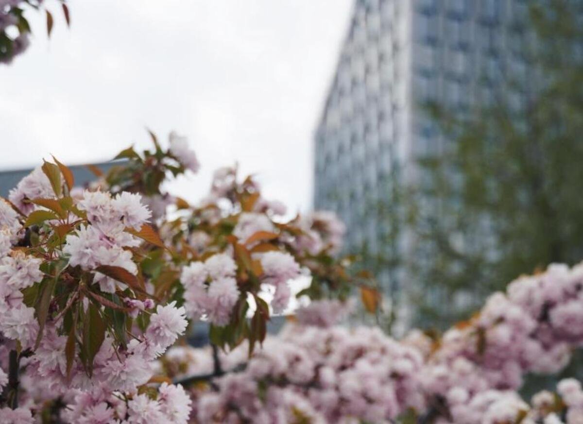 Мінлива хмарність і заморозки: прогноз погоди у Дніпрі на 29 квітня