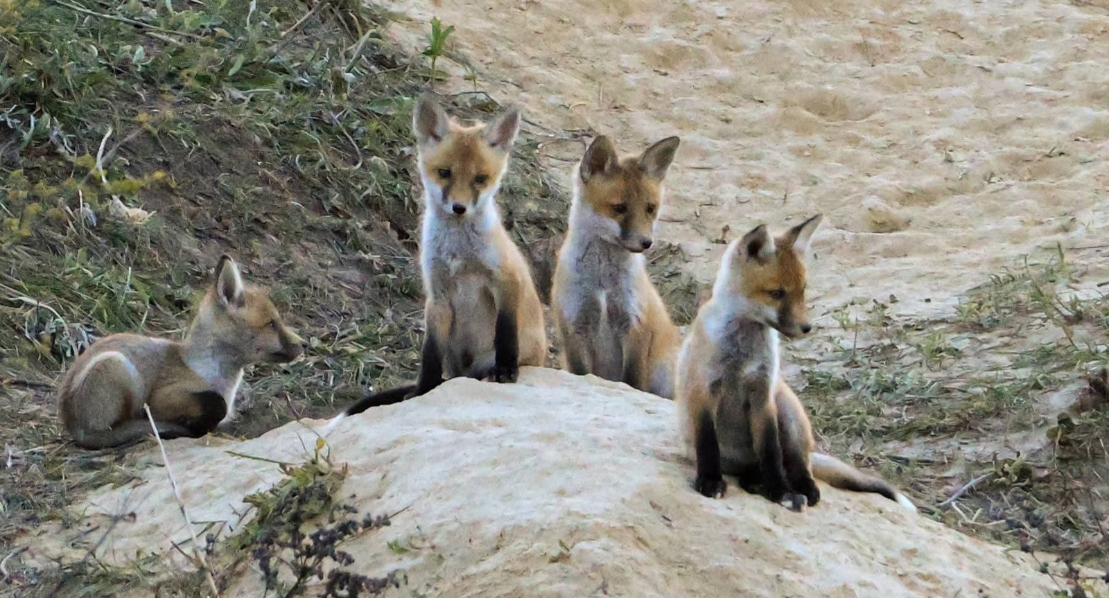 Лисяча родина