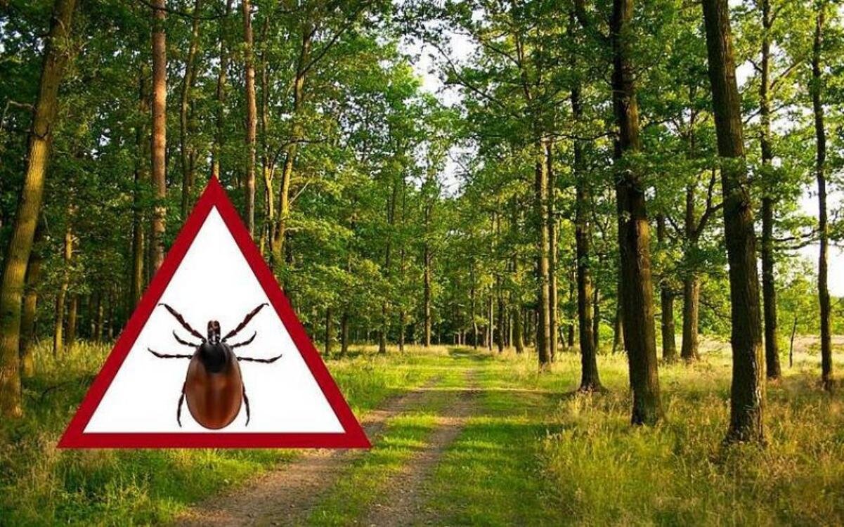 Обережно, кліщі: на Дніпропетровщині зафіксували 2 випадки хвороби Лайма
