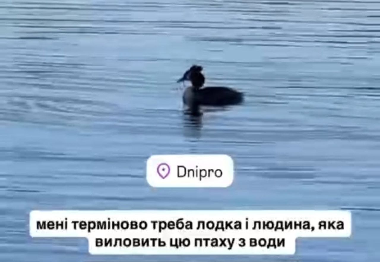 Птица из-за крючка, застрявшего в клеве, не может ни есть, ни пить