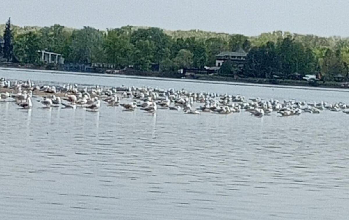 В заповеднике возле Днепра зафиксировали огромную стаю мартинов