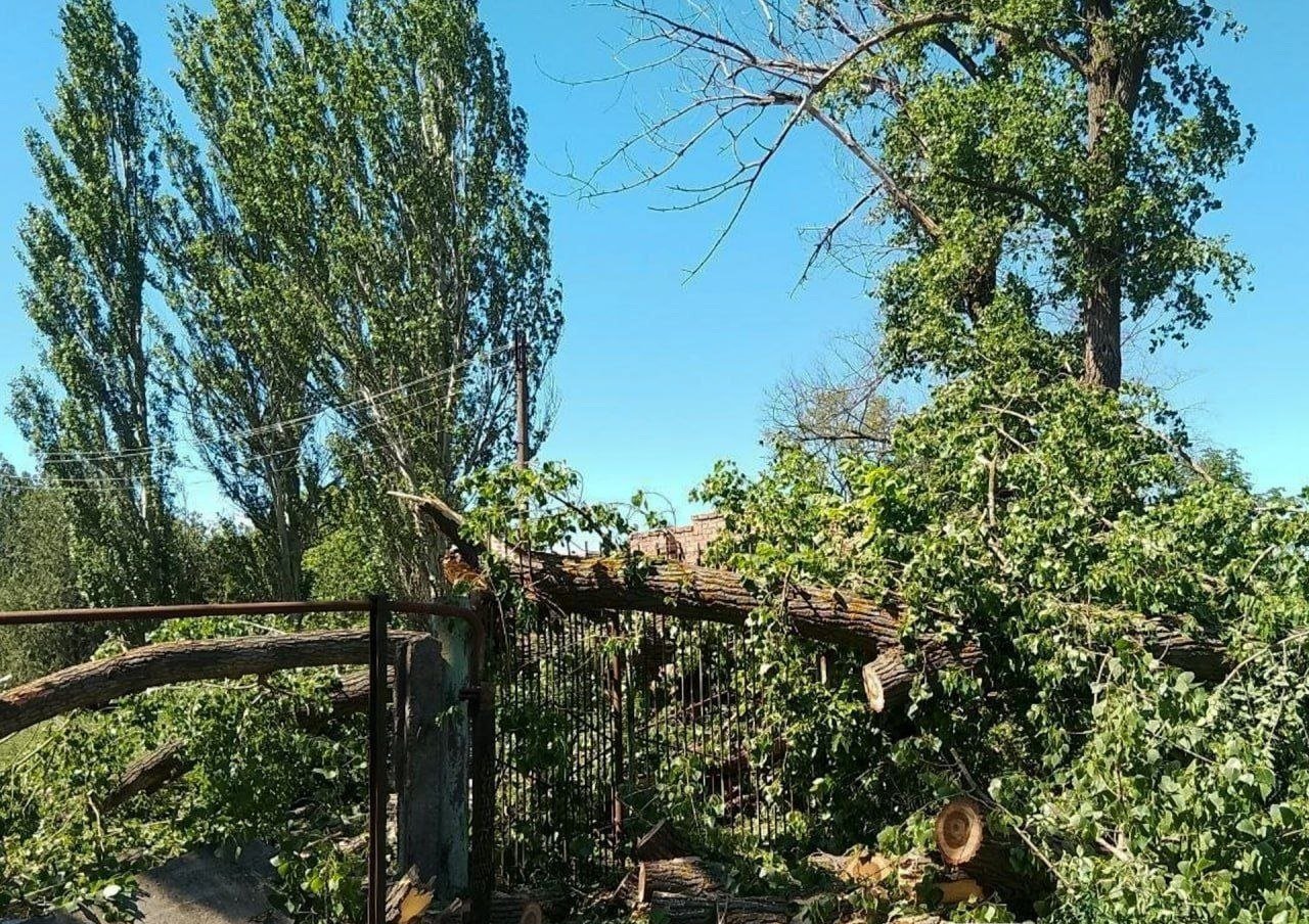 Повалене дерево