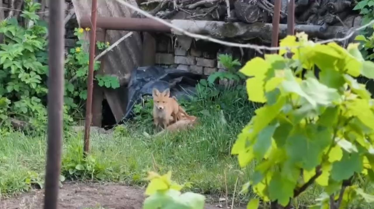 Лисяча родина оселилась в колодязі посеред вулиці в Кривому Розі та лякає місцевих
