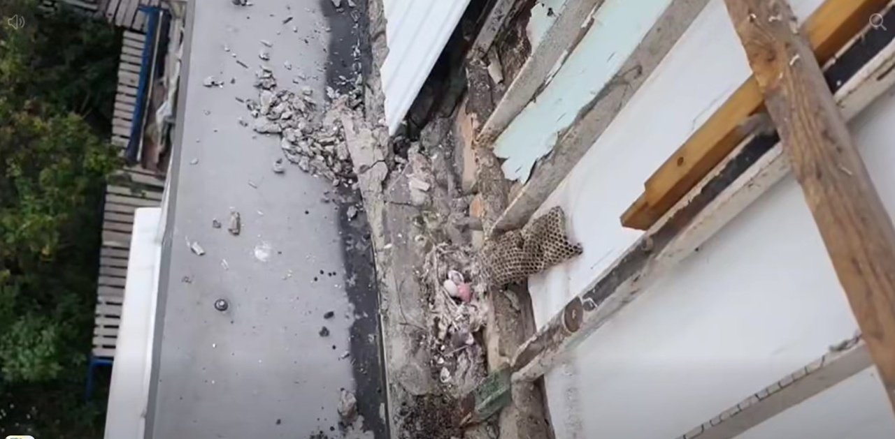 Гнізда пташенят скидають з балконів під час утеплення фасаду