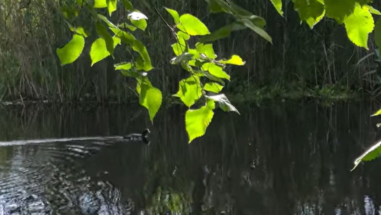 Водойма у заповіднику