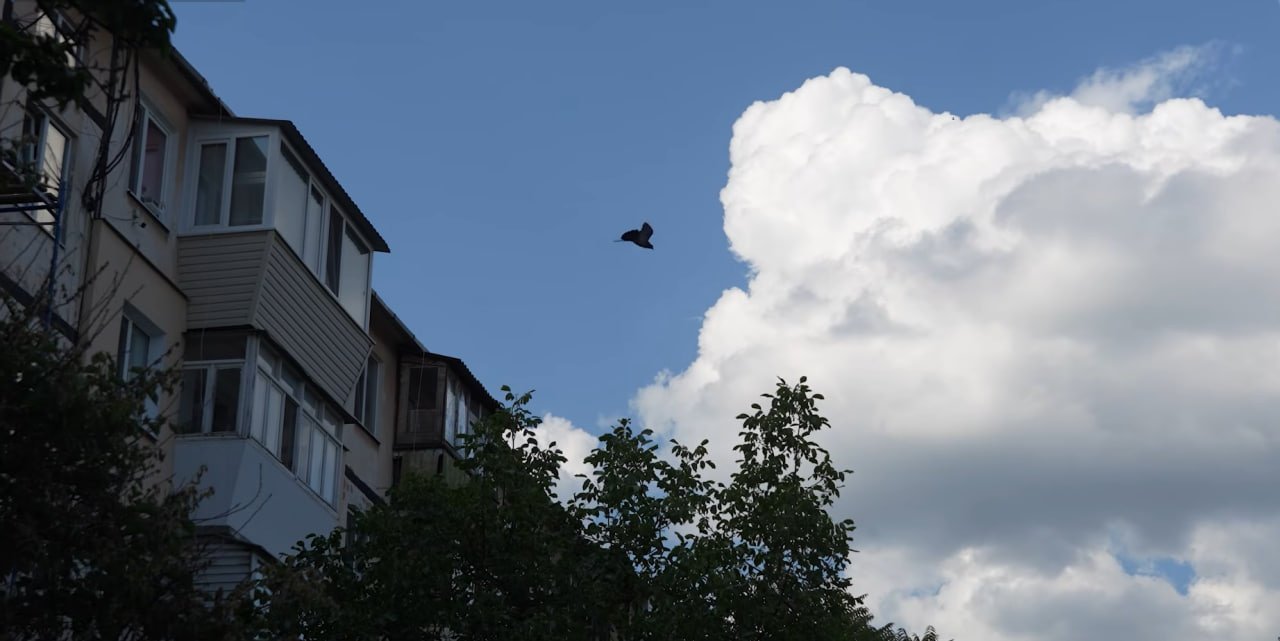 Під час утеплення будинку в Дніпрі врятували серпокрильців: інші гнізда можуть замурувати