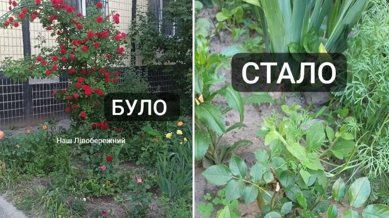 Жителі Дніпра скаржаться на підлітків-вандалів, які знищили трояндову клумбу