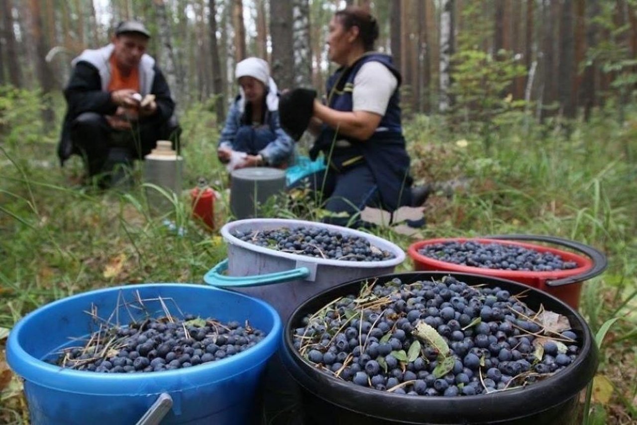 Збирання ягід
