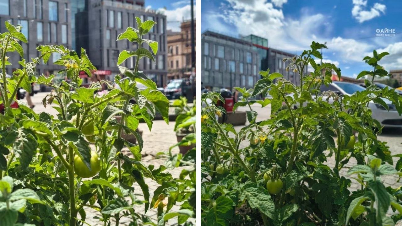 Помидоры на Европейской площади в Днепре.