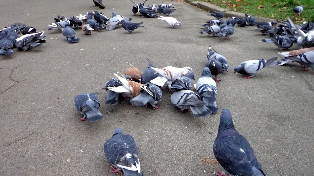 Голуби