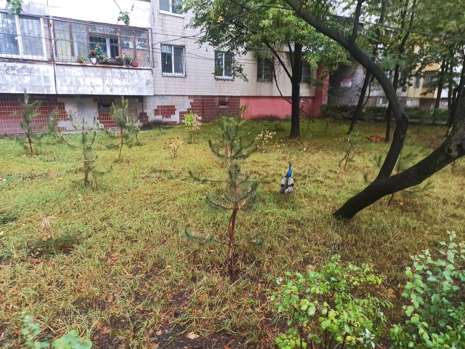 Павич на житловому масиві Перемога