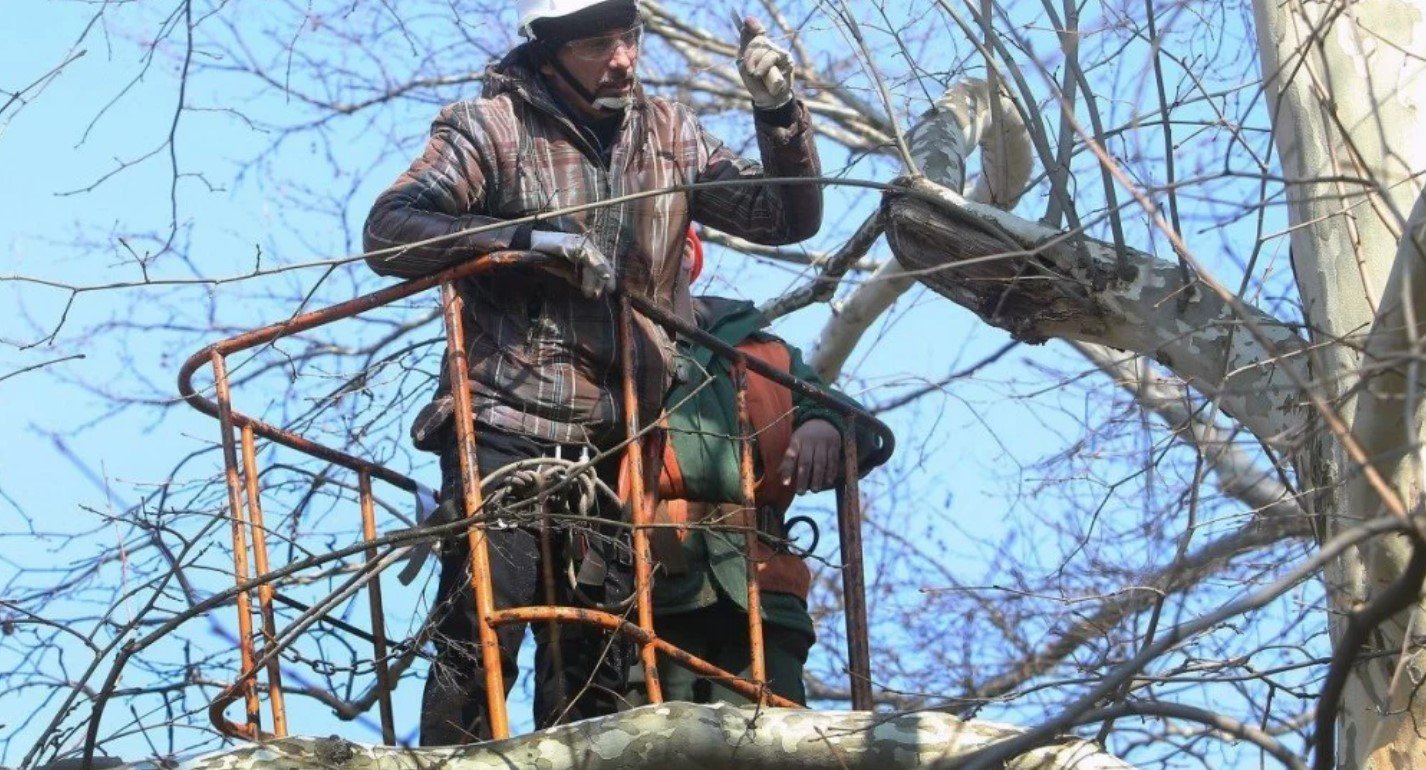 Обрізка дерев