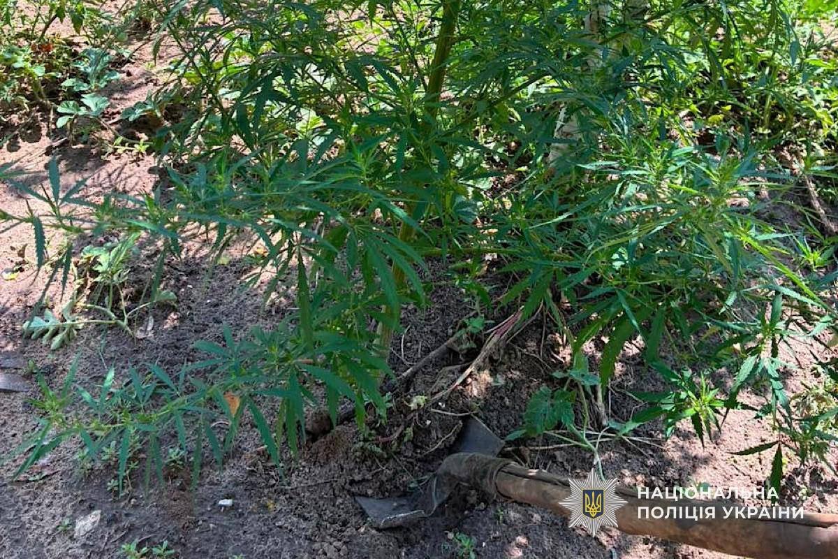 Замість квітів - коноплі та мак: на Криворіжжі пенсіонер виростив у дворі наркоплантацію
