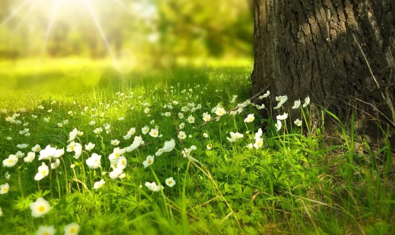 Сонячно і до +30: якою буде погода 27 липня у Дніпрі