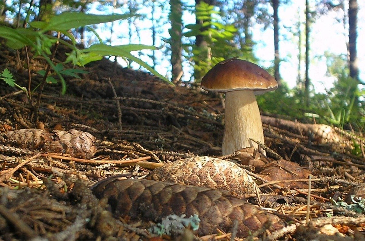 Гриби в лісі 