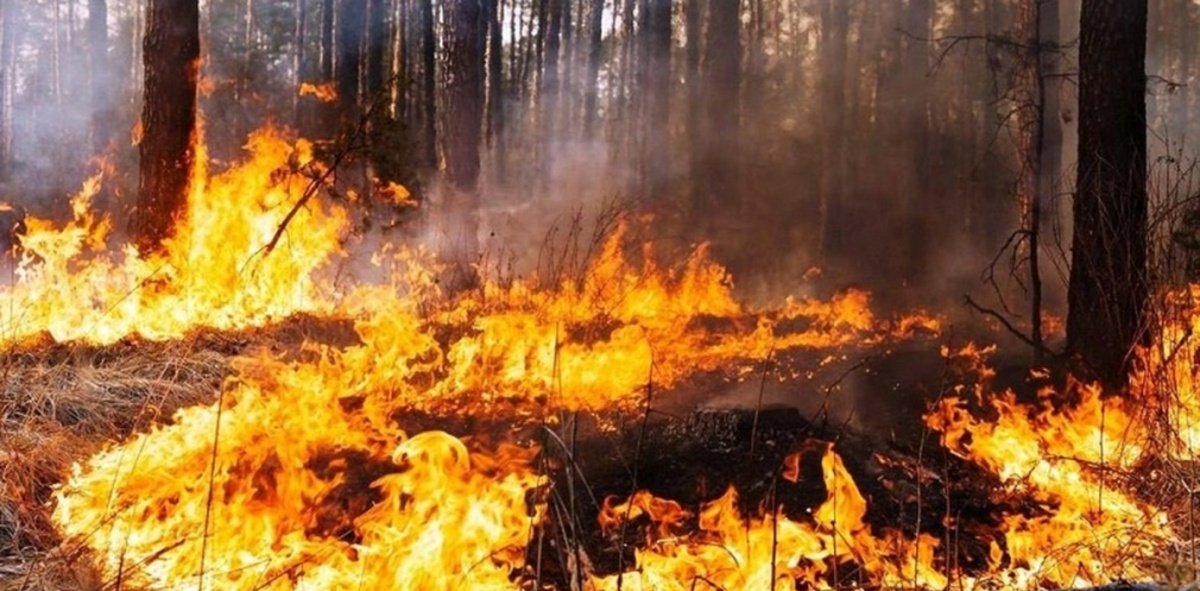Понад 900 пожеж за літо: на Дніпропетровщині назвали райони, де горіло найчастіше