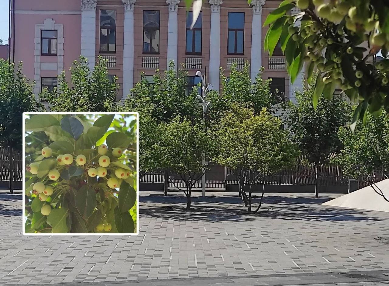 На Успенской площади в Днепре уродились яблоки