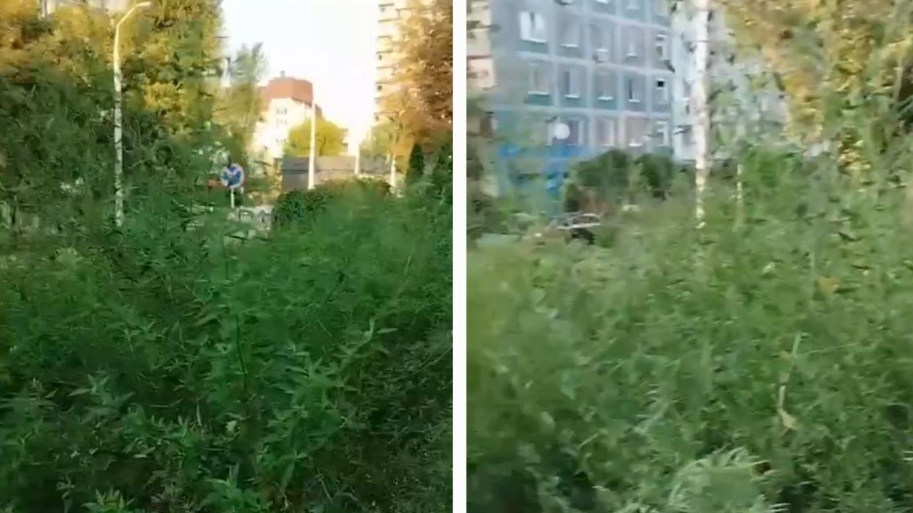 Амброзія заввишки з людину розрослася у центрі Дніпра