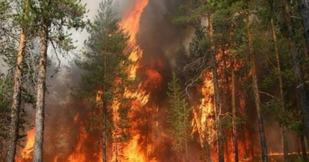 Дніпропетровщину накрила надзвичайна пожежна небезпека: які обмеження діють