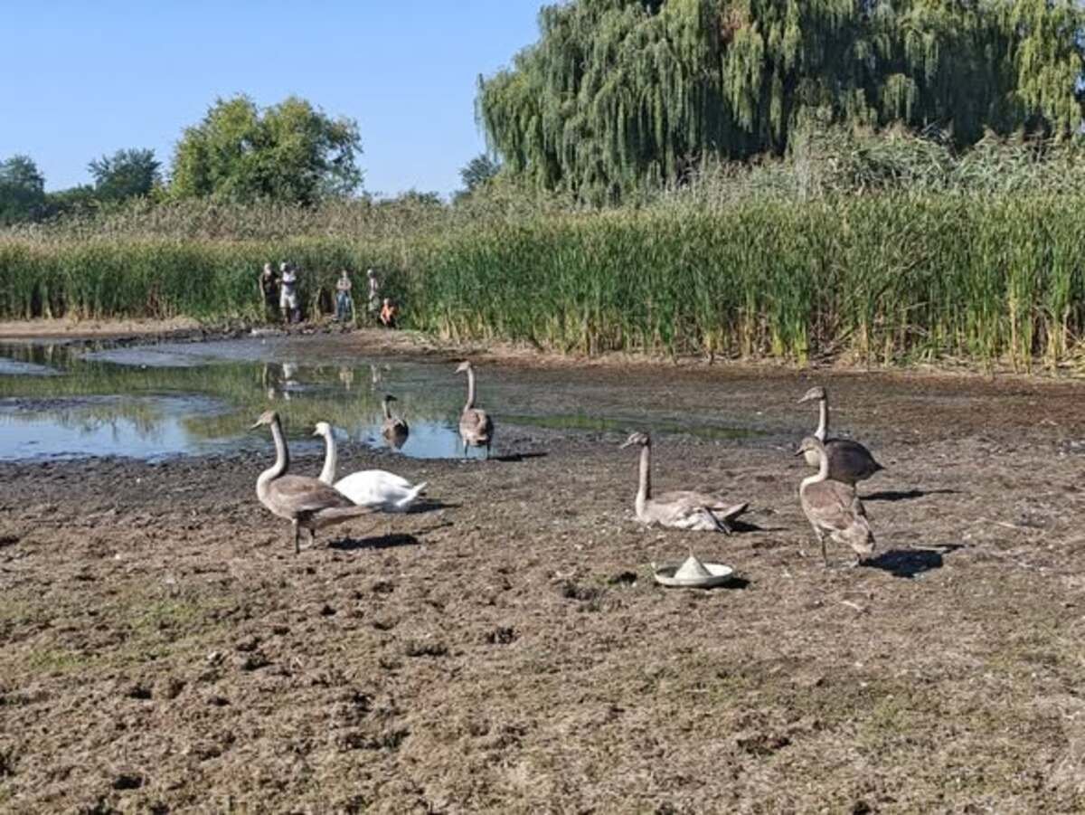 На Днепропетровщине спасают семью лебедей, оставшихся в почти сухом водоеме