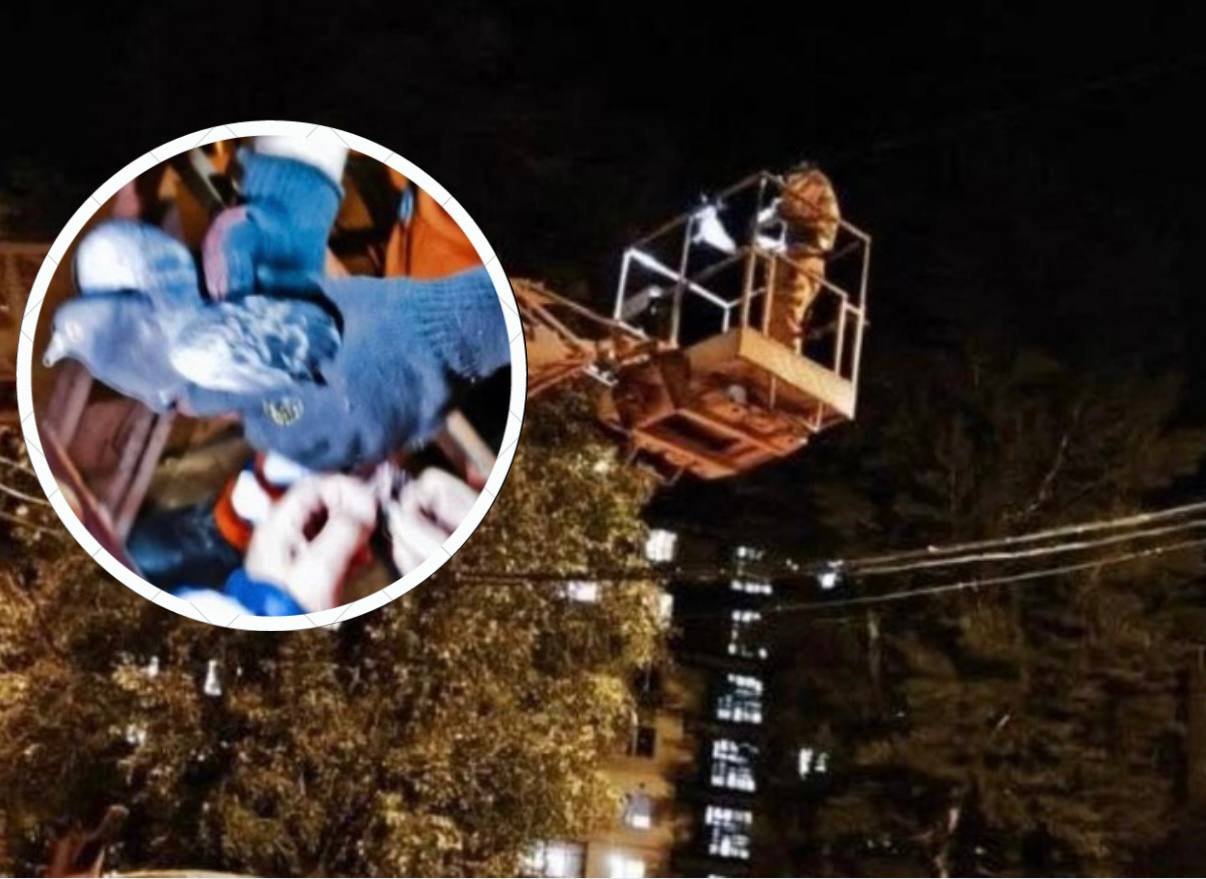 У Дніпрі комунальники рятували голуба, який застряг у мережах освітлення