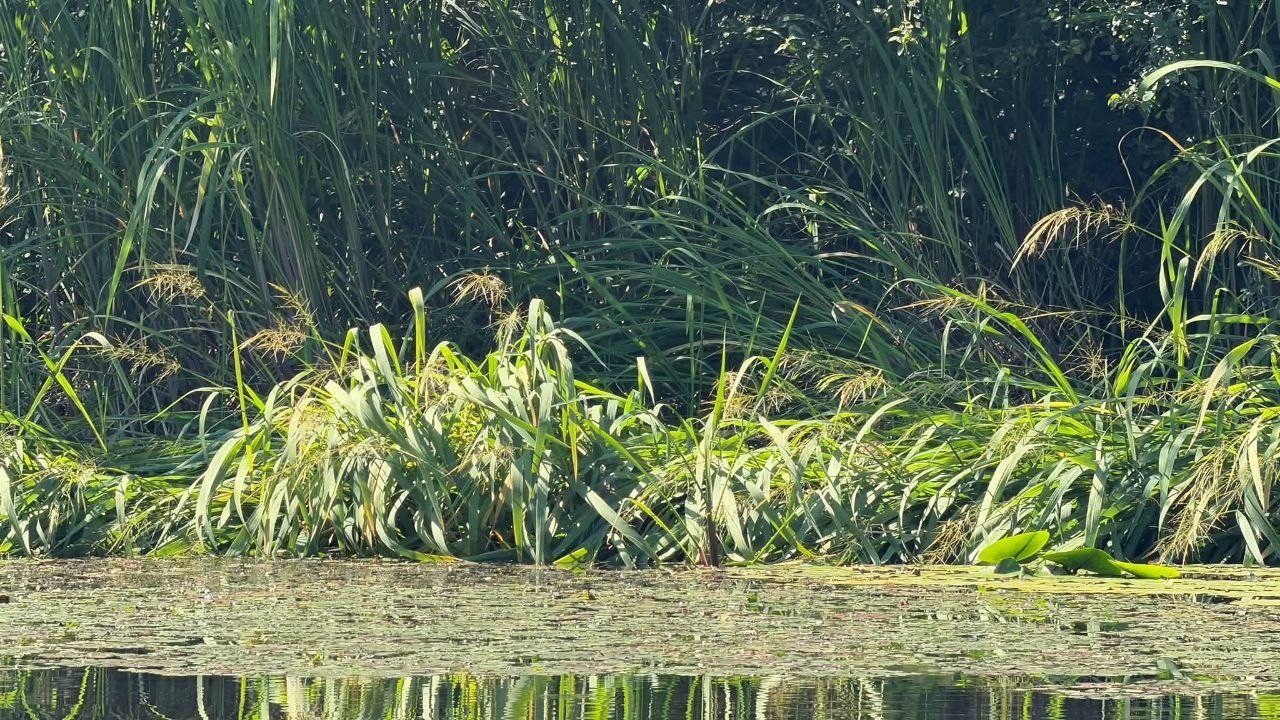 Рослина-загарбник заполоняє водойми заповідника поблизу Дніпра: чому це погано