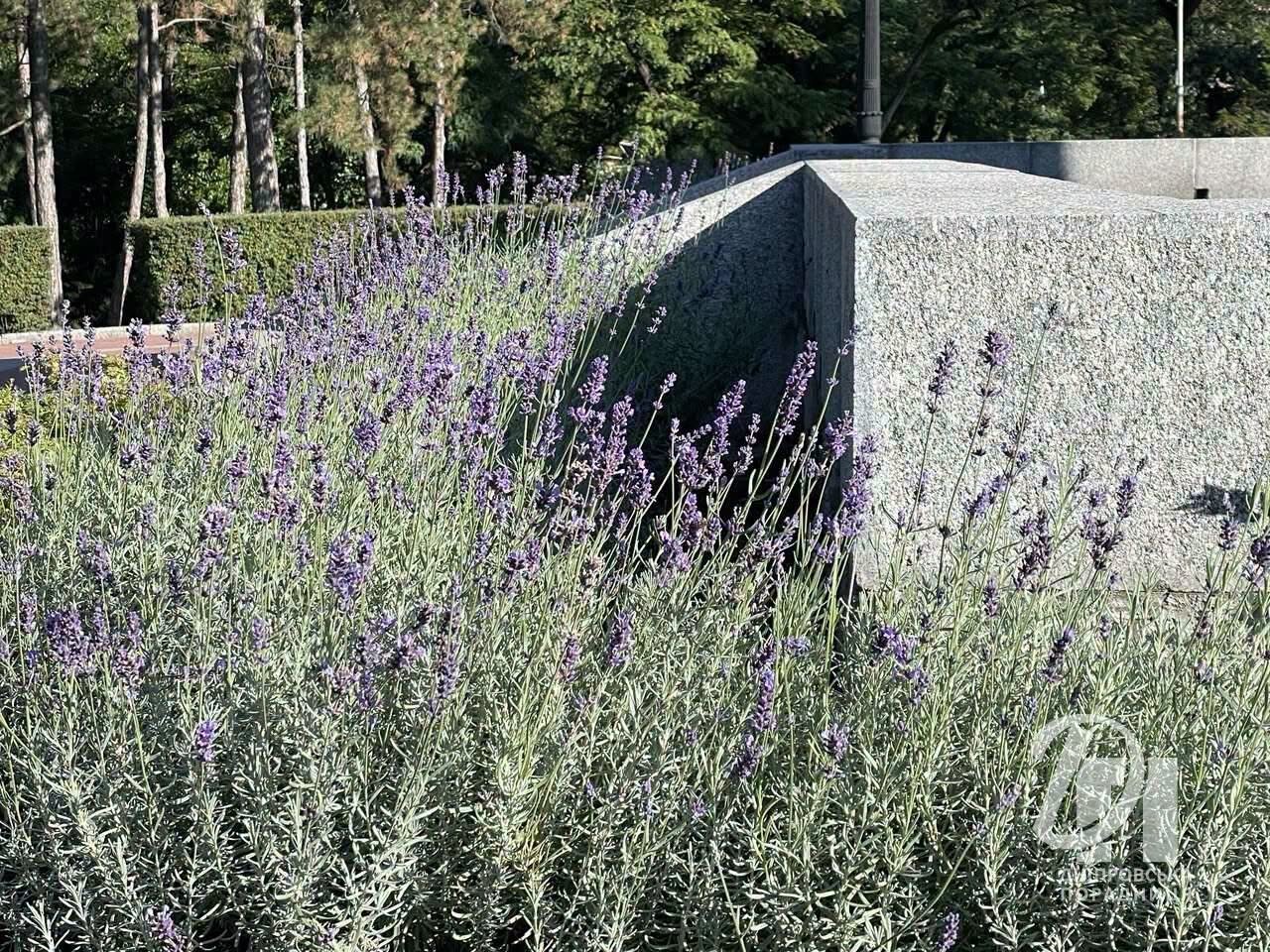 У Дніпрі наприкінці вересня вдруге розквітла лаванда