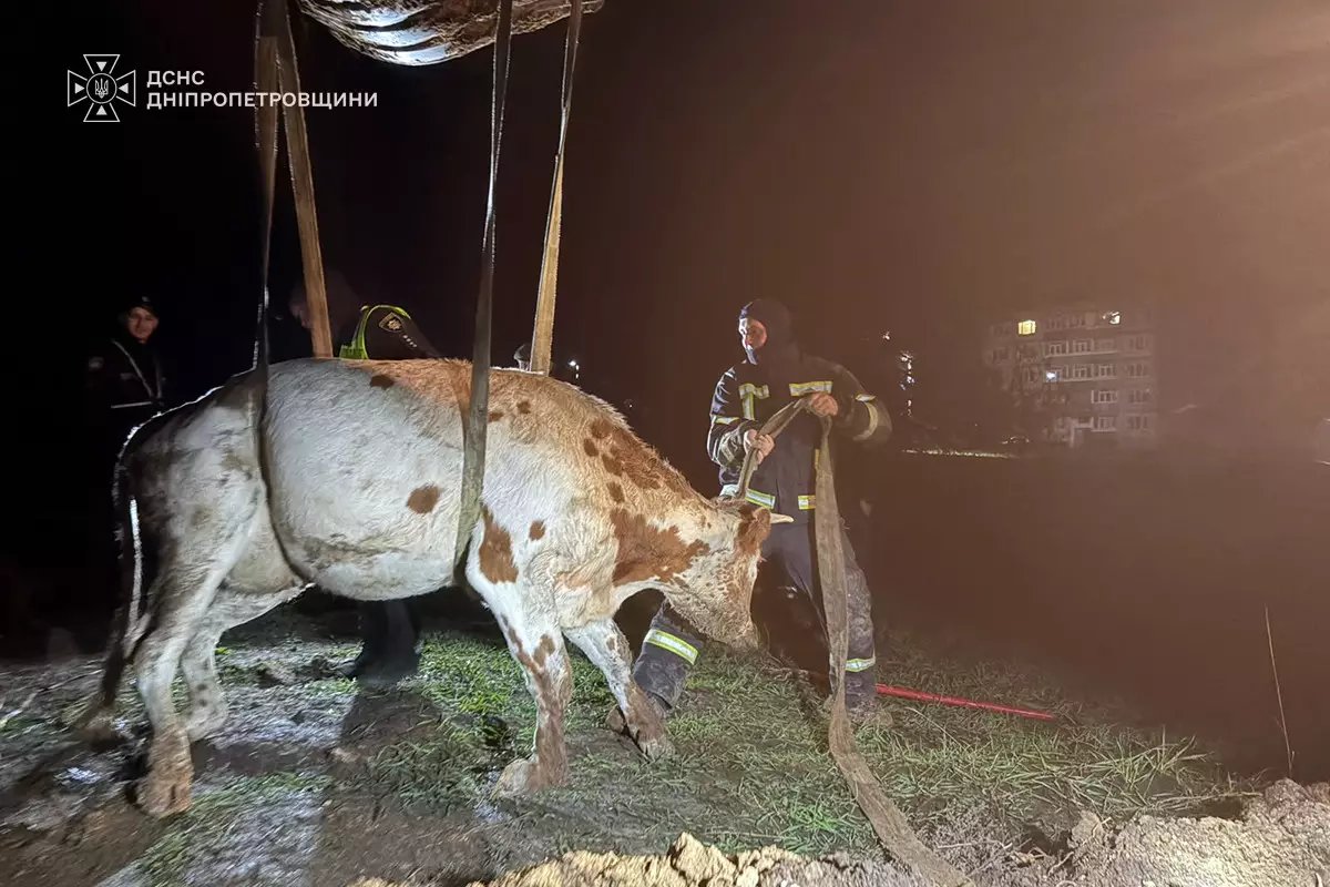На Дніпропетровщині корова впала в траншею: тварину витягували рятувальники