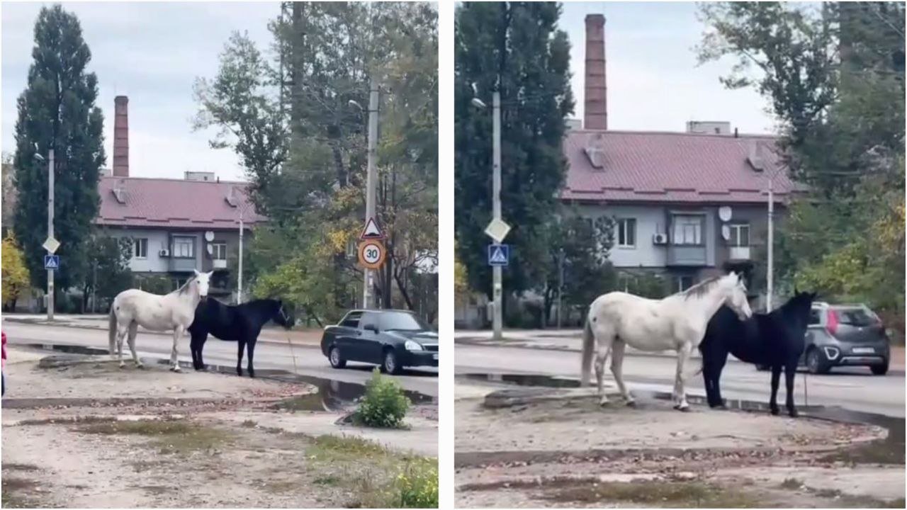 Коні на ж/м Північному
