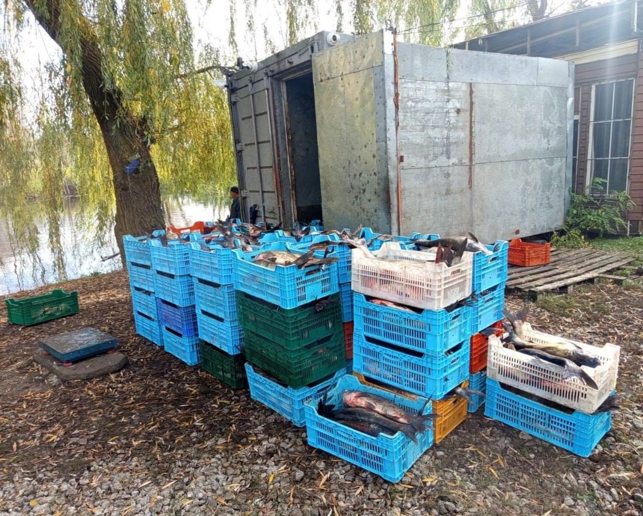 На Дніпропетровщині браконьєри виловили понад 6 тонн риби: збитки перевищили 5,4 млн грн